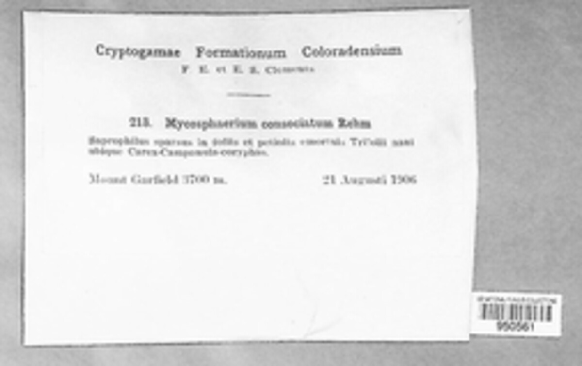 Mycosphaerella consociata image